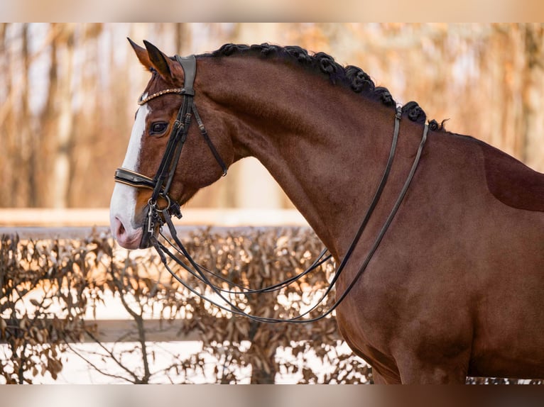 Hanovrien Hongre 11 Ans 171 cm Bai in Wehringen