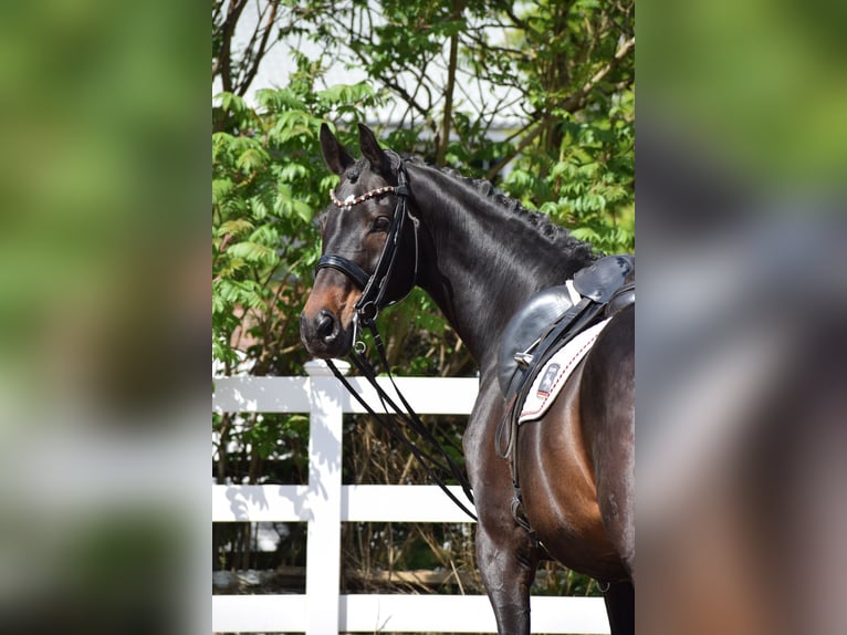Hanovrien Hongre 11 Ans 173 cm Bai brun in D&#xE4;tgen