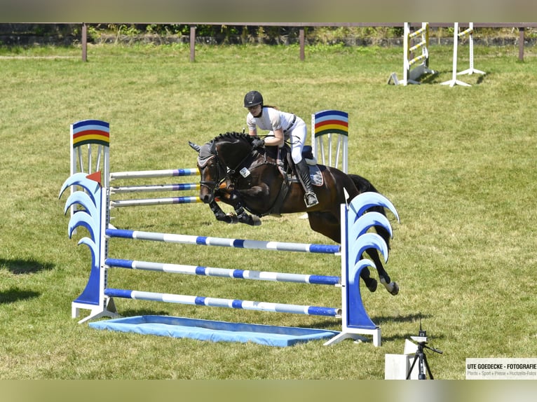 Hanovrien Hongre 11 Ans 173 cm Bai brun in Hittbergen