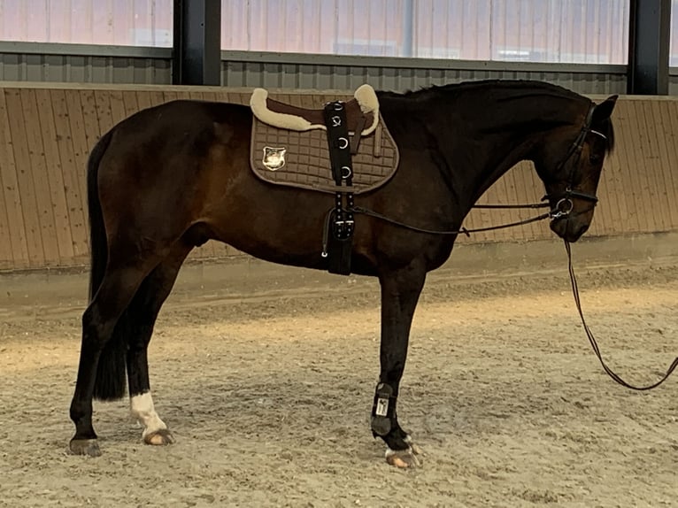 Hanovrien Hongre 11 Ans 173 cm Bai brun in Hittbergen