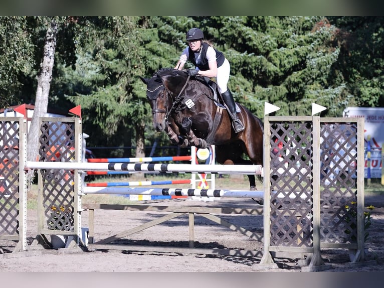 Hanovrien Hongre 11 Ans 173 cm Bai brun in Hittbergen