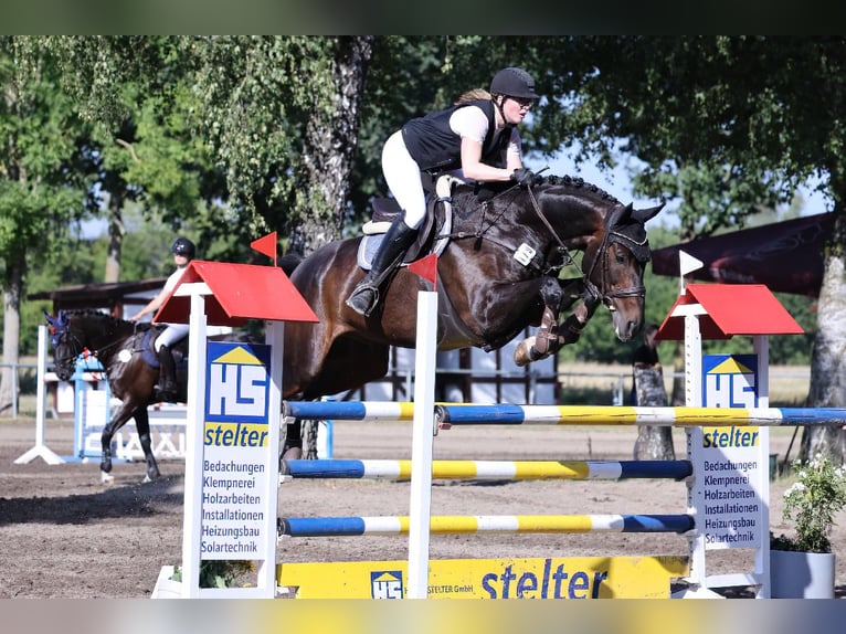 Hanovrien Hongre 11 Ans 173 cm Bai brun in Hittbergen