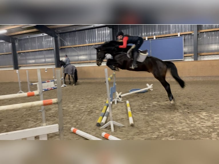 Hanovrien Hongre 11 Ans 173 cm Bai brun in Hittbergen