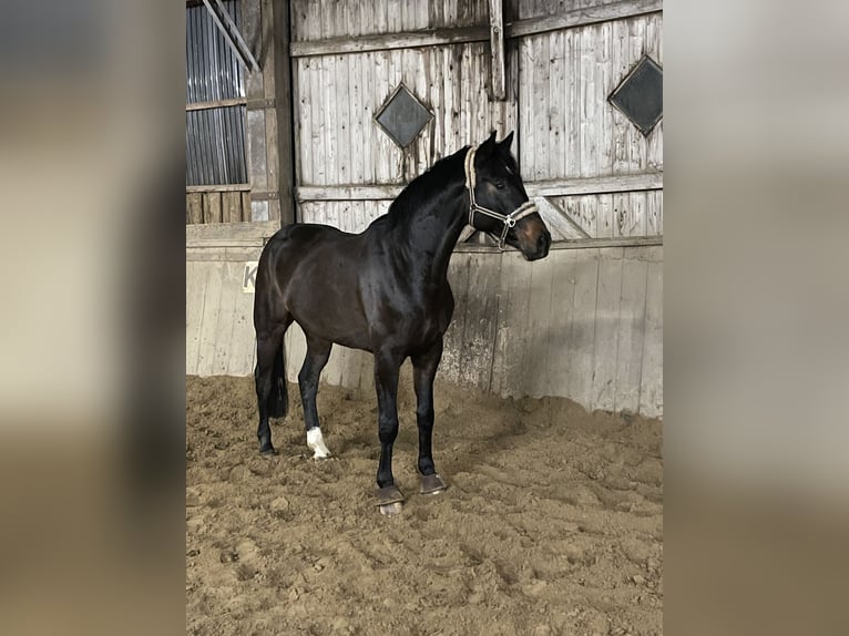 Hanovrien Hongre 11 Ans 173 cm Bai brun in Hittbergen