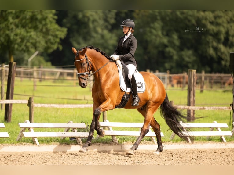 Hanovrien Hongre 11 Ans 174 cm Bai in Willich