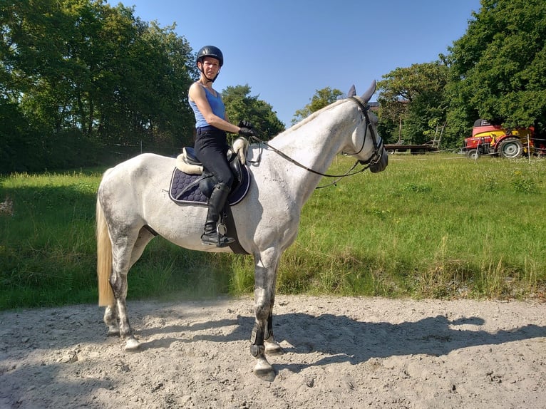 Hanovrien Hongre 11 Ans 175 cm Gris in Leonberg
