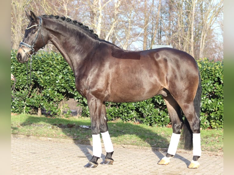Hanovrien Hongre 11 Ans 175 cm Noir in Selsingen