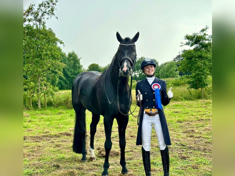 Hanovrien Hongre 11 Ans 176 cm Noir in Norderstedt