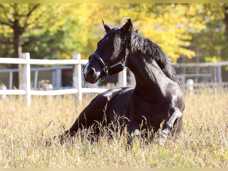 Hanovrien Hongre 11 Ans 176 cm Noir in Norderstedt