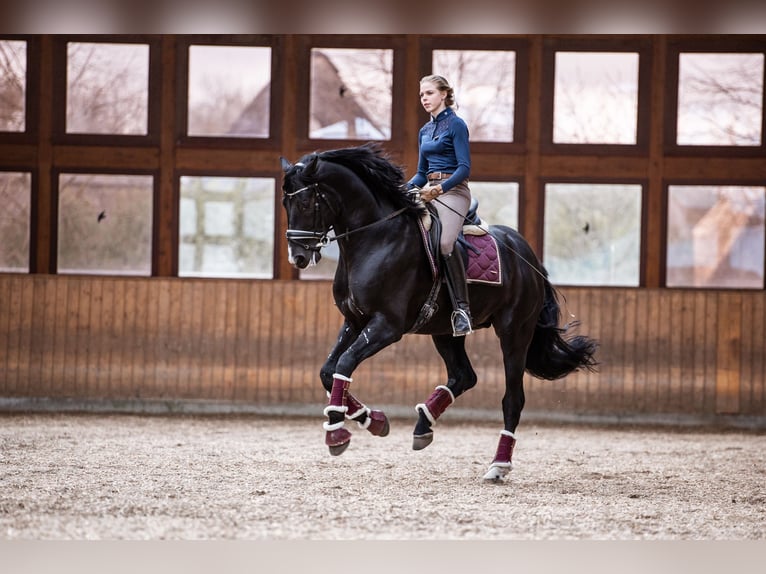 Hanovrien Hongre 11 Ans 176 cm Noir in Norderstedt