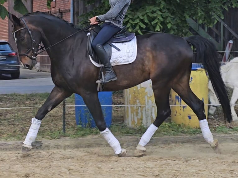 Hanovrien Hongre 11 Ans 177 cm Bai brun in Rheda-Wiedenbr&#xFC;ck