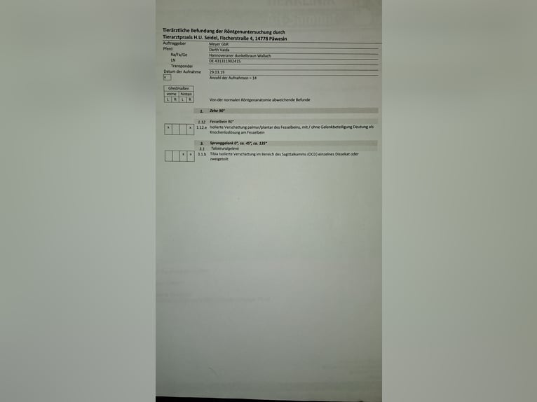 Hanovrien Hongre 11 Ans 178 cm Bai brun foncé in Gorleben Meetschow