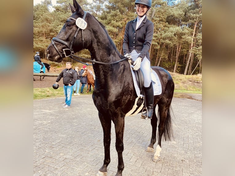 Hanovrien Hongre 11 Ans 178 cm Noir in Rhede