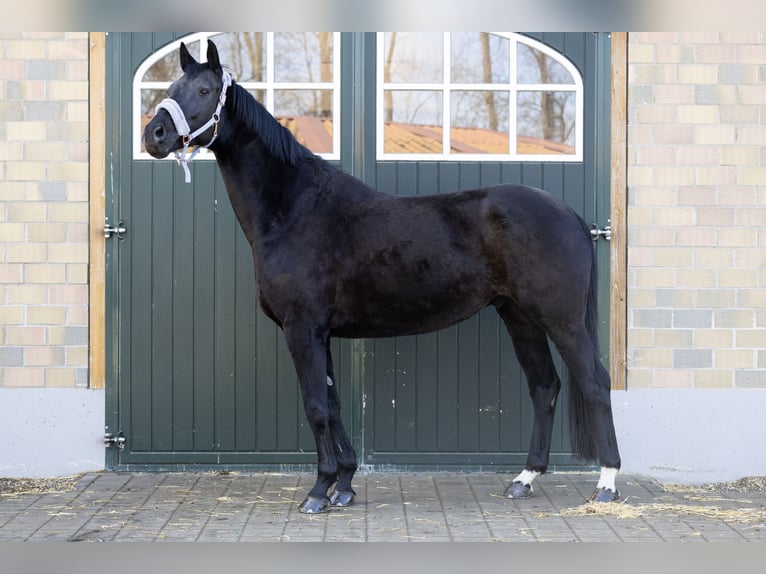 Hanovrien Hongre 11 Ans 178 cm Noir in Hebertshausen