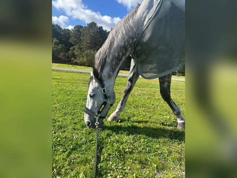 Hanovrien Hongre 11 Ans 179 cm Gris in Helmond