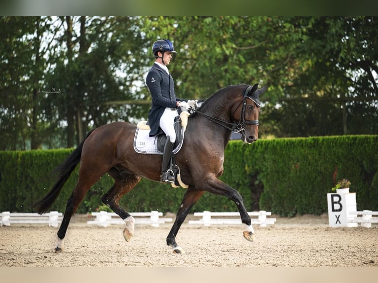 Hanovrien Hongre 11 Ans 180 cm Bai brun in Dinslaken
