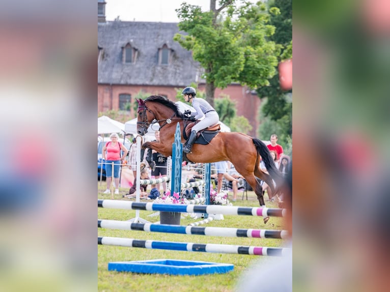 Hanovrien Hongre 11 Ans 180 cm Bai cerise in Zagare