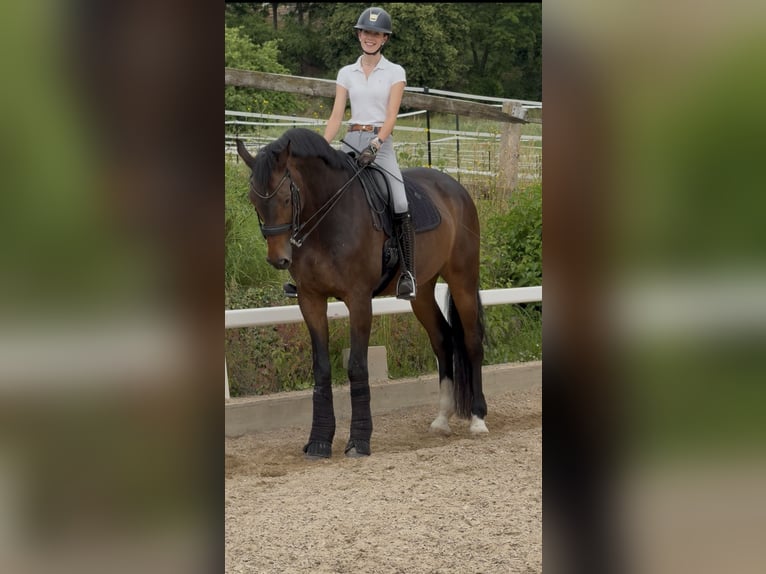 Hanovrien Hongre 11 Ans 181 cm Bai in Remlingen