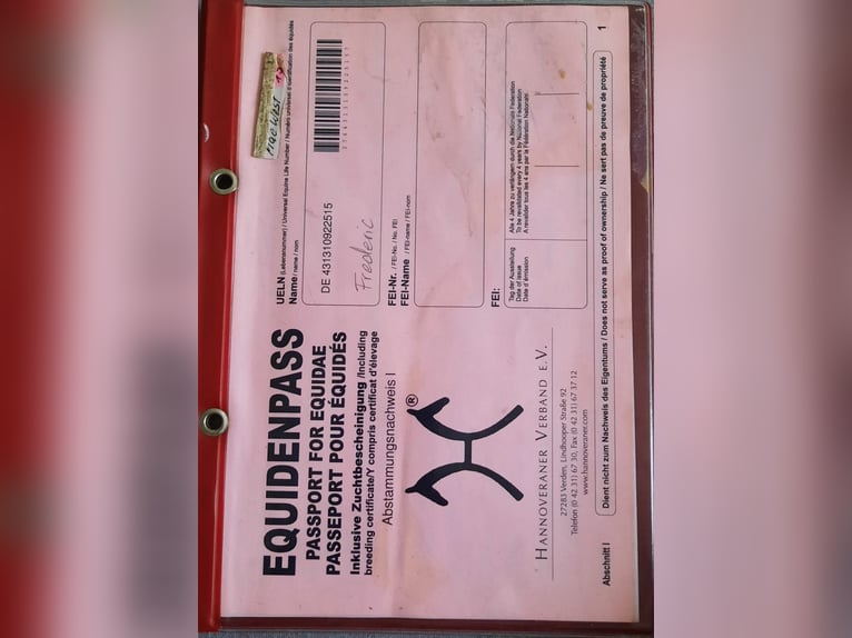 Hanovrien Hongre 11 Ans 182 cm Bai in Lamperstätten