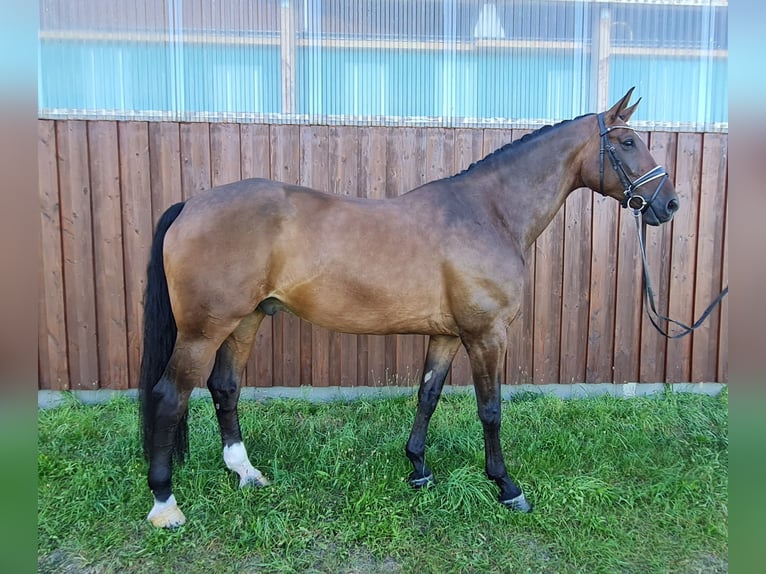 Hanovrien Hongre 11 Ans 189 cm Bai in Stoetze