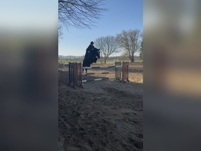 Hanovrien Hongre 12 Ans 163 cm Bai brun foncé in Everswinkel