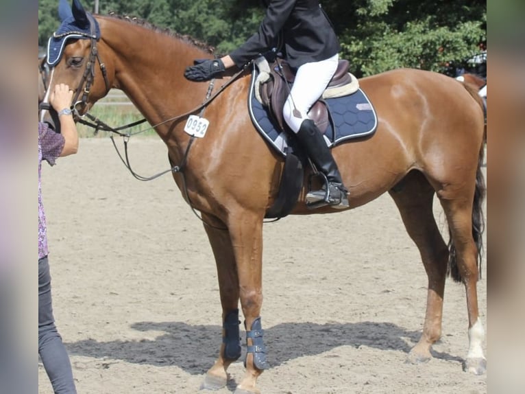 Hanovrien Hongre 12 Ans 164 cm Alezan brûlé in Nienburg (Weser)