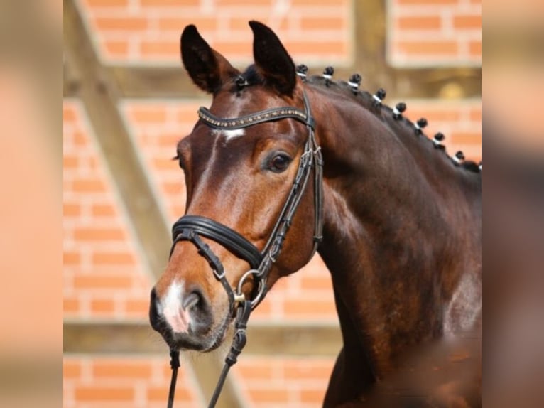 Hanovrien Hongre 12 Ans 164 cm Bai in Oyten
