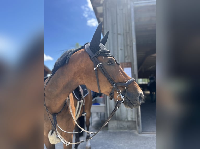 Hanovrien Hongre 12 Ans 164 cm Bai in Dielsdorf