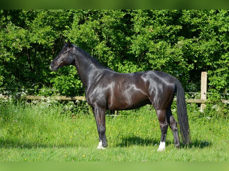 Hanovrien Hongre 12 Ans 164 cm Noir in Rosendahl