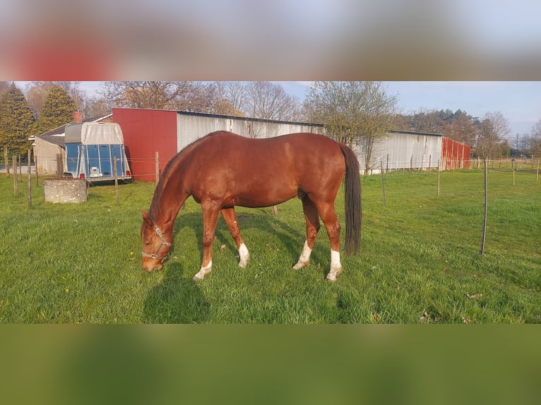 Hanovrien Hongre 12 Ans 165 cm Alezan in Herselt