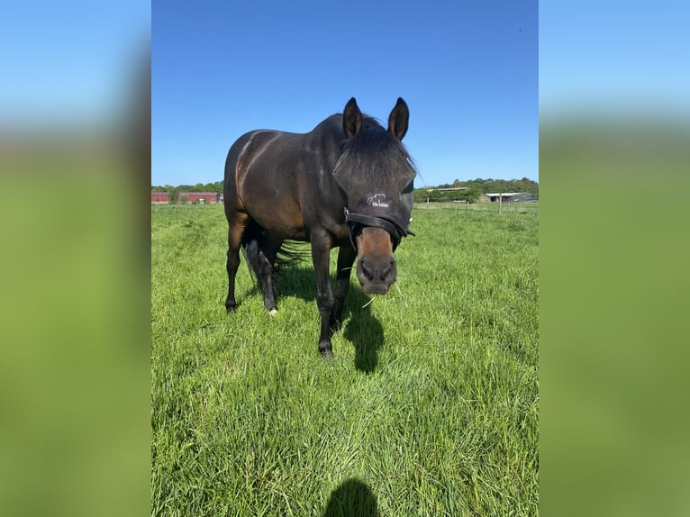 Hanovrien Hongre 12 Ans 165 cm Bai brun in Bremen