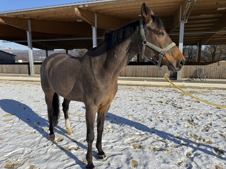 Hanovrien Hongre 12 Ans 165 cm Bai in Bad Säckingen
