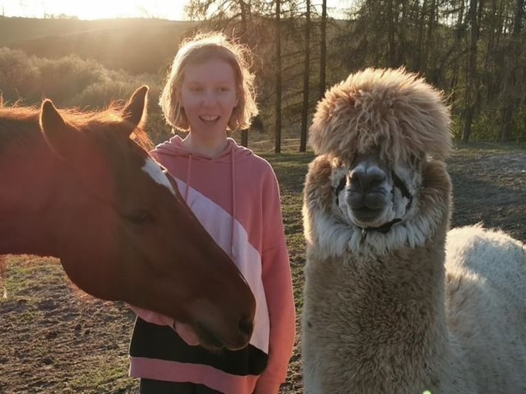 Hanovrien Hongre 12 Ans 167 cm Alezan in Lohmen