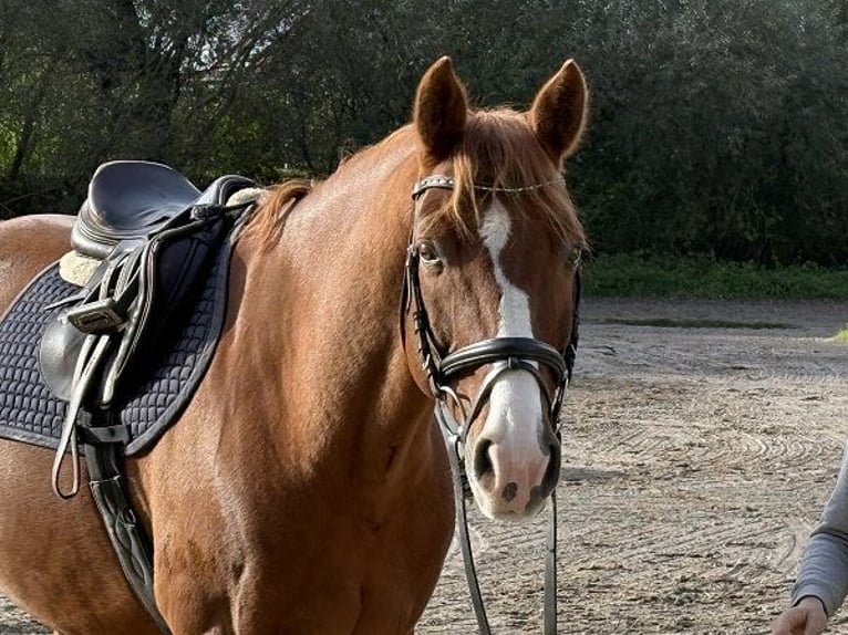 Hanovrien Hongre 12 Ans 167 cm Alezan in Verden (Aller)