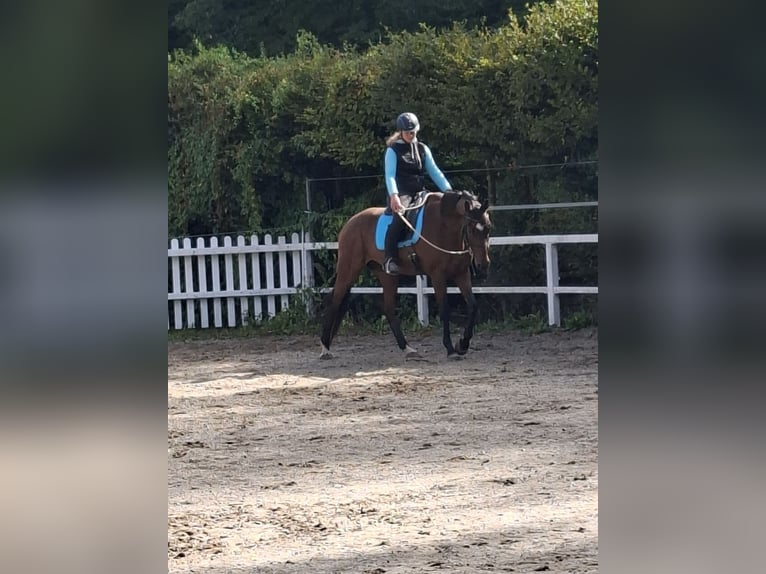 Hanovrien Hongre 12 Ans 167 cm Bai in Dornhan
