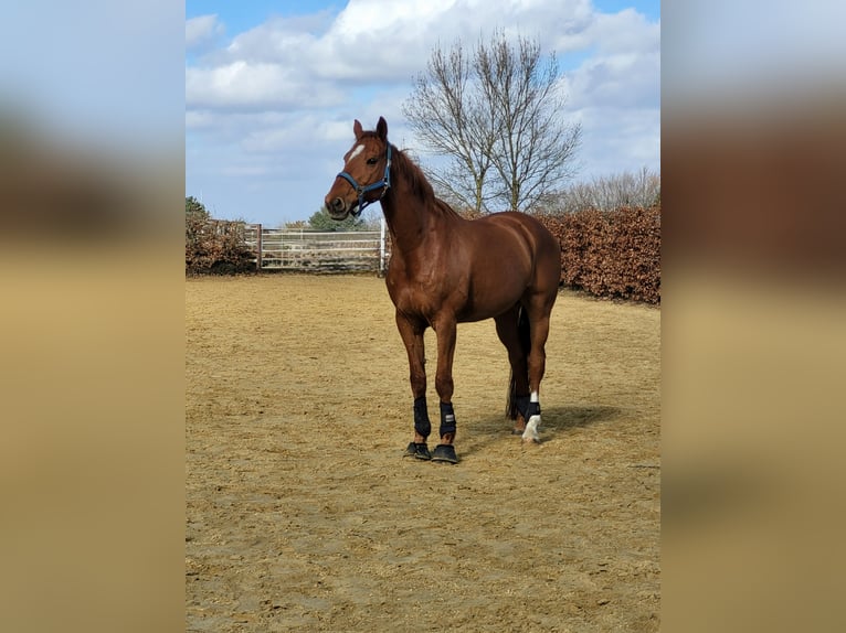 Hanovrien Hongre 12 Ans 170 cm Alezan in Essen