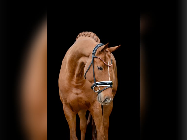 Hanovrien Hongre 12 Ans 170 cm Alezan in Vechta