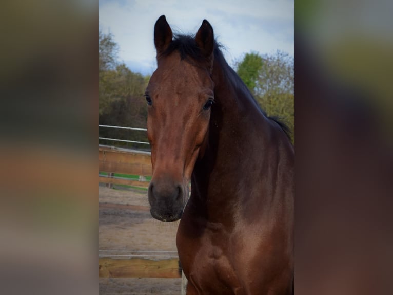 Hanovrien Hongre 12 Ans 170 cm Bai in Mannheim