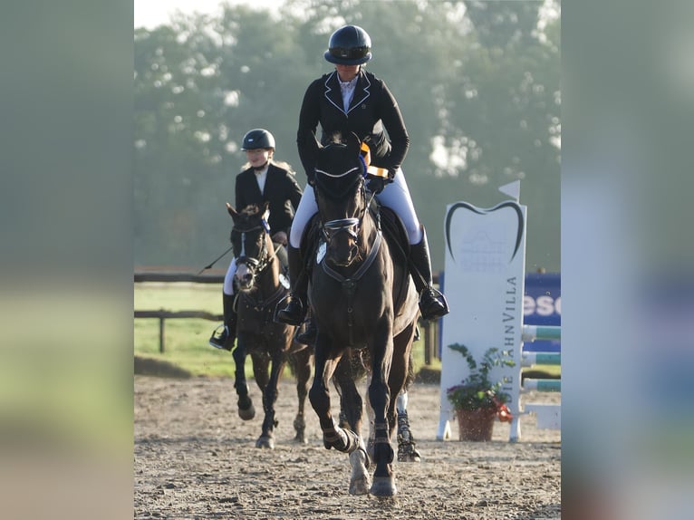 Hanovrien Hongre 12 Ans 171 cm Bai brun in Wangerland