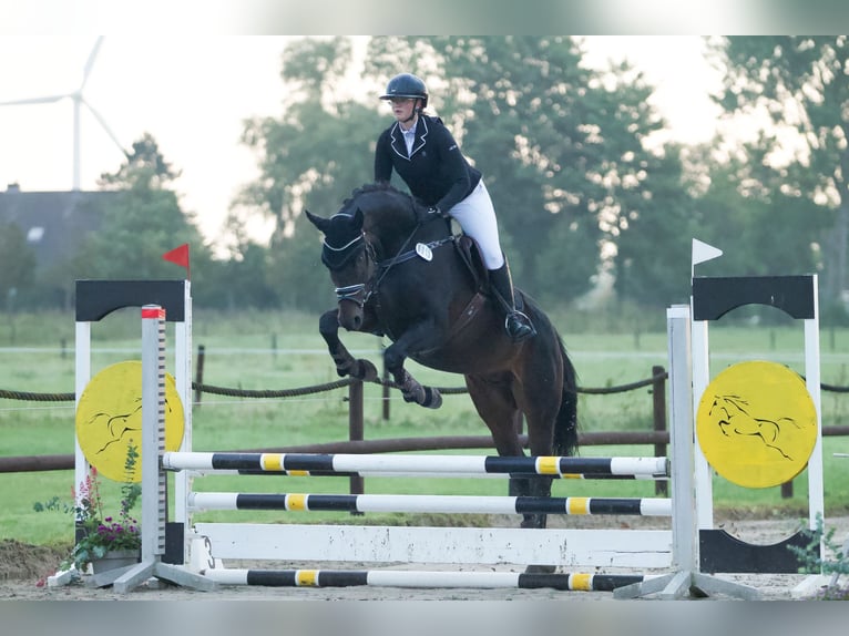 Hanovrien Hongre 12 Ans 171 cm Bai brun in Wangerland