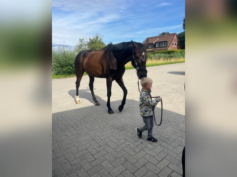 Hanovrien Hongre 12 Ans 171 cm Bai brun in Wangerland