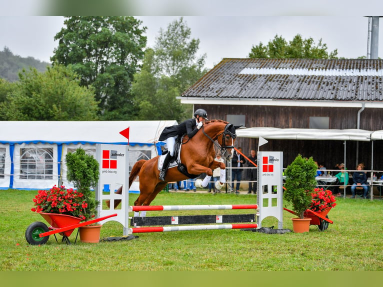 Hanovrien Hongre 12 Ans 172 cm Alezan in Dörflingen