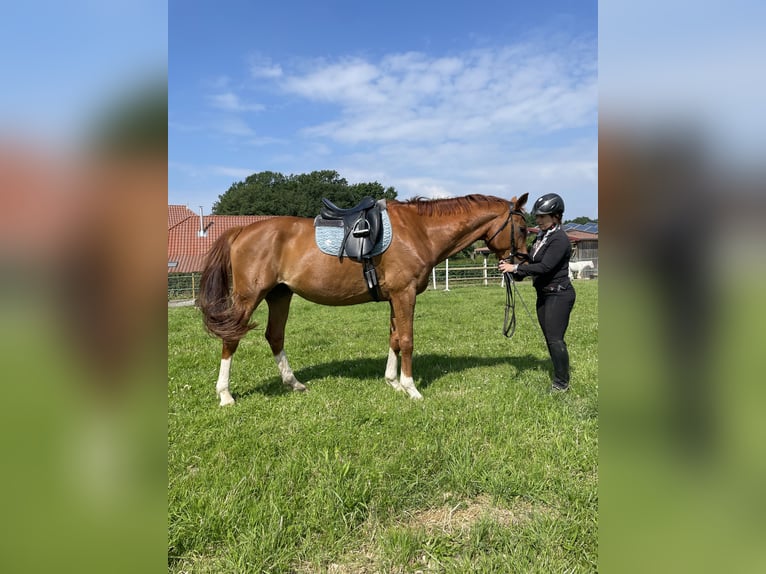 Hanovrien Hongre 12 Ans 172 cm Alezan in Bassum