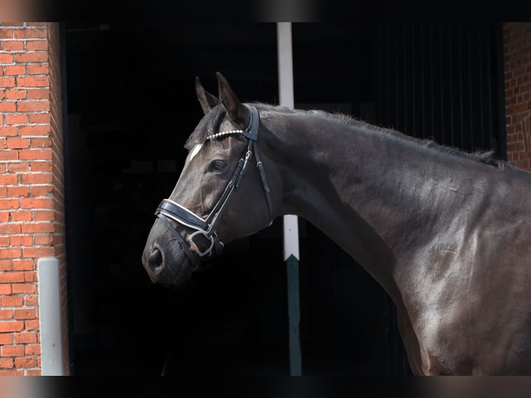 Hanovrien Hongre 12 Ans 172 cm Noir in Haftenkamp