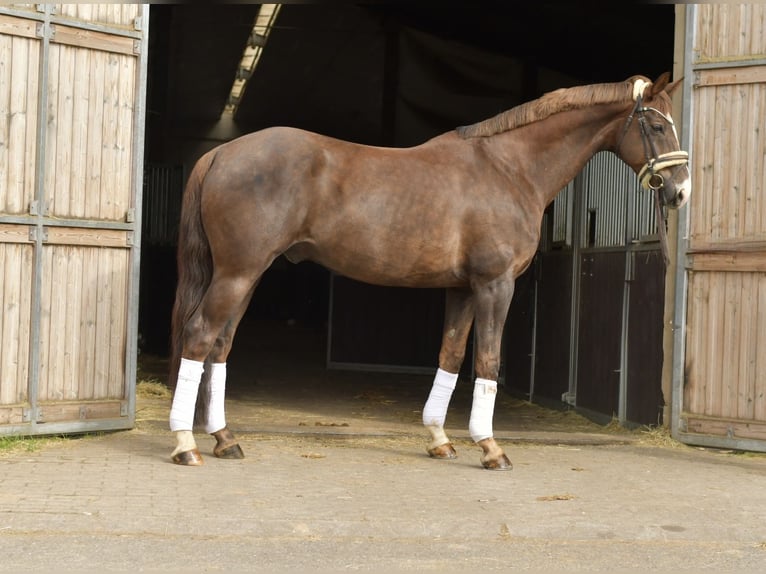 Hanovrien Hongre 12 Ans 174 cm Alezan brûlé in Geilenkirchen