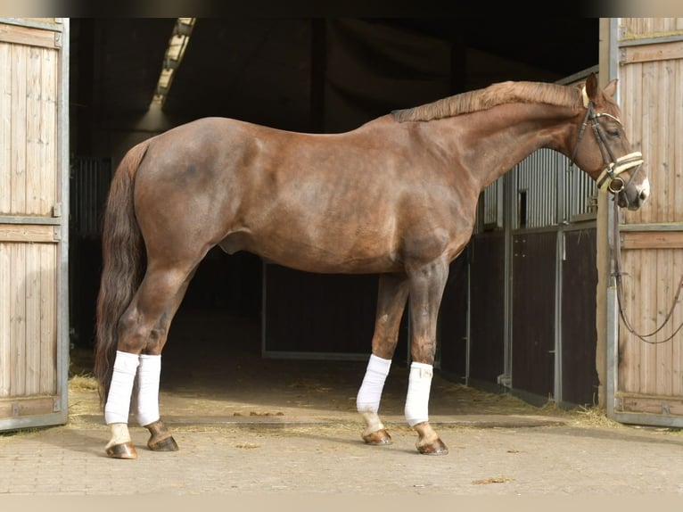 Hanovrien Hongre 12 Ans 174 cm Alezan brûlé in Geilenkirchen