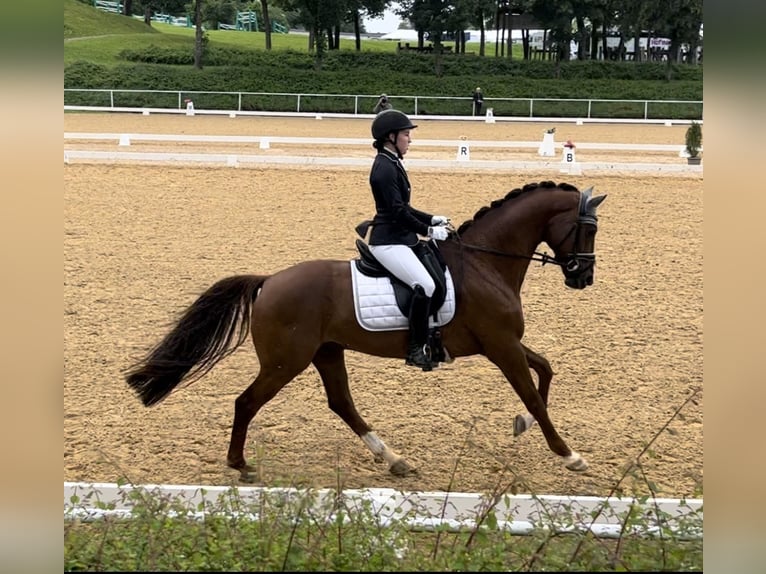 Hanovrien Hongre 12 Ans 174 cm Alezan brûlé in Wernstein