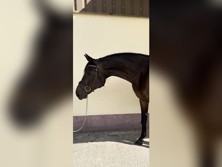 Hanovrien Hongre 12 Ans 175 cm Bai brun in Emskirchen