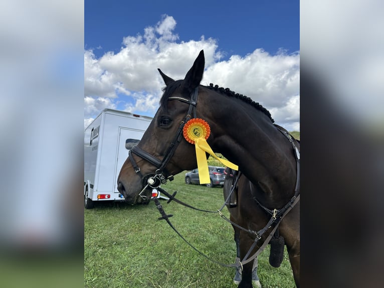 Hanovrien Hongre 12 Ans 175 cm Bai brun in Emskirchen