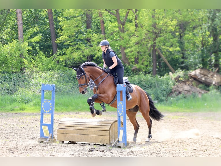 Hanovrien Hongre 12 Ans 175 cm Bai in Bochum